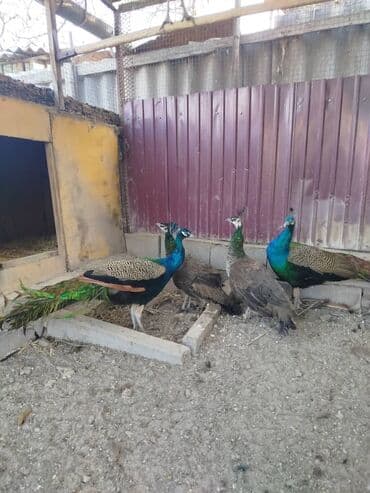 купить кур несушек с птицефабрики: Продаю взрослых павлинов 🦚🦚🦚🦚🦚 — 2
