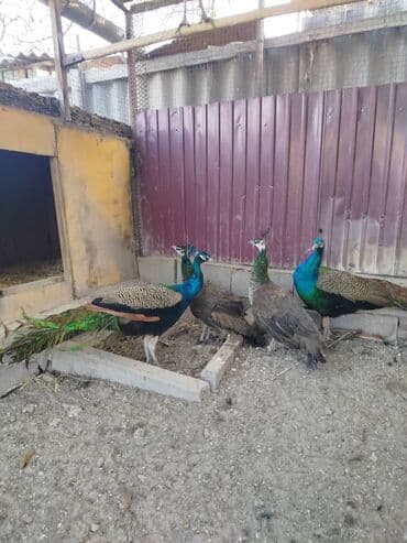 где купить фазанов для разведения: Продаю взрослых индийских павлинов ❗ — 1