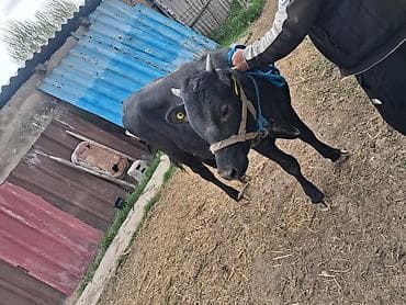 продам кошку: Продаю | Тёлка | Голштин | На откорм | Искусственник — 2