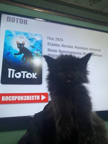 во сколько стерилизовать кошку: 2 месяца, Девочка, Черный, Приучена к лотку — 1