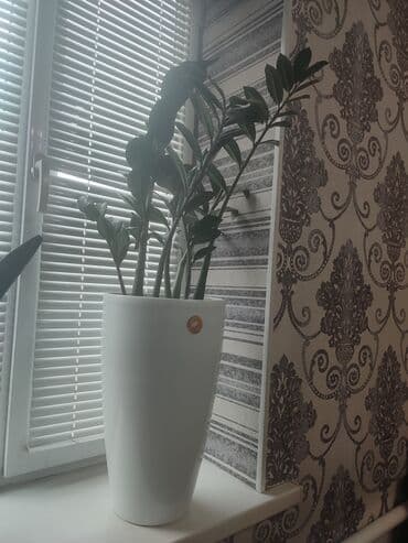 продам рассаду помидор: Гул — 1