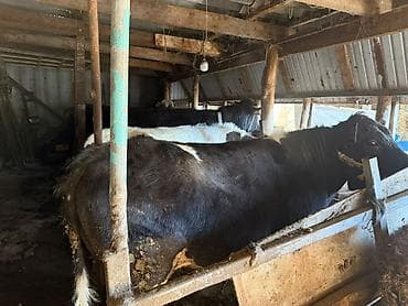 кролик баран: Продаю | Бык (самец) | Полукровка | На откорм | Привязанные — 3