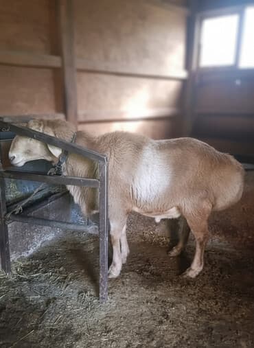 животные домашние: Продаю | Баран (самец) | Арашан | Для разведения — 1