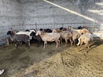 где можно купить овец гиссарской породы: Продаю | Овца (самка), Ягненок, Баран (самец) | Арашан, Гиссарская, Долан | Для разведения, Для шерсти, На забой | Матка, Кастрированные, Котные — 2