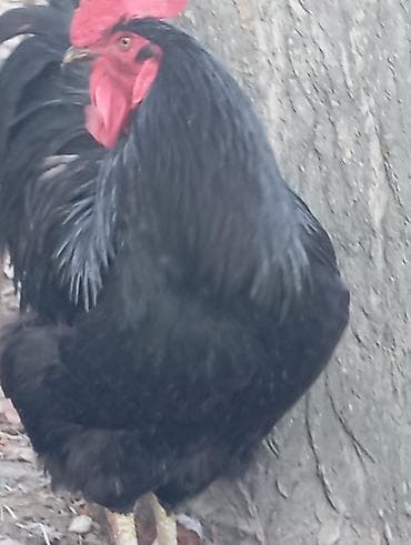 мака ош: Продаю | Петух | Для разведения — 2