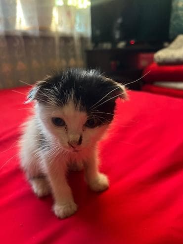 Отдам даром кошку: Отдадим в хорошме руки котенка Черно-белый котёнок с короткими ушками — 2