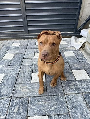 Собака среднего размера, короткошёрстная, рыжего окраса. Активная и