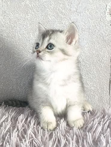 котята сибирской кошки: Скотиш Страйт (Шотландская прямоухая), 1 месяц, Девочка, Серебристая шиншилла, Приучена к лотку, Проглистована — 8