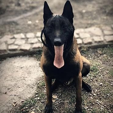 музо уй: Бельгийская овчарка, 3 года, Самец, С прививкой, С родословной — 8