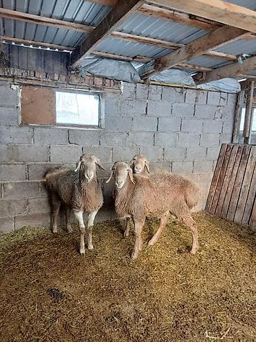 Зоотовары: Продаю | Овца (самка) | Для разведения — 2