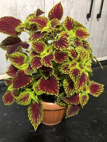 бугенвиллия фото: Цветы сорт «колеус» — 7