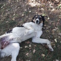 акустические системы terra колонка в виде собак: Собака даром: 7 месяцев, Самка — 4