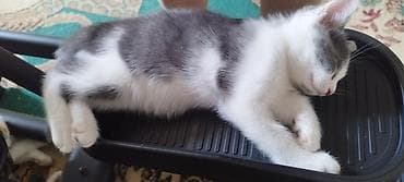 кошка регдолл: Экзотическая, 2 года, Девочка, Черепаховый, Приучена к лотку, Проглистована — 8