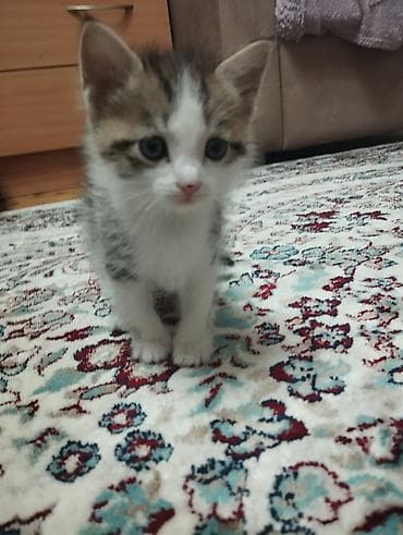 котенок шиншилла цена: Котёнок, домашний - Порода: беспородный (домашний короткошёрстный — 1