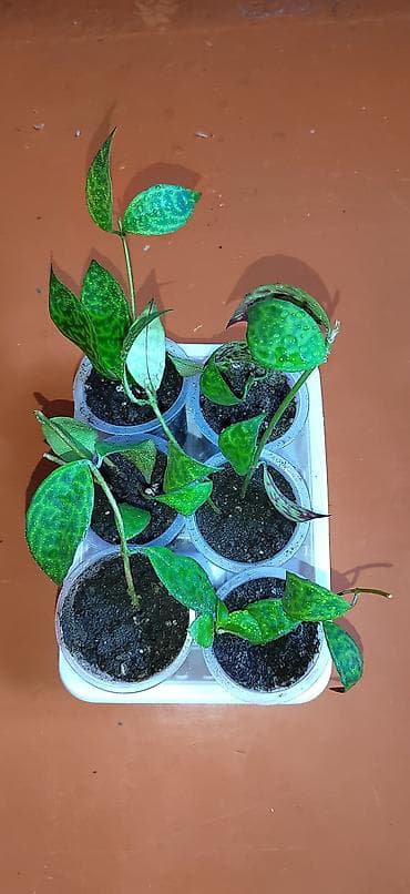 времени: Комнатные растения — саженцы и черенки. 1) Живое дерево (лечебное) — — 9