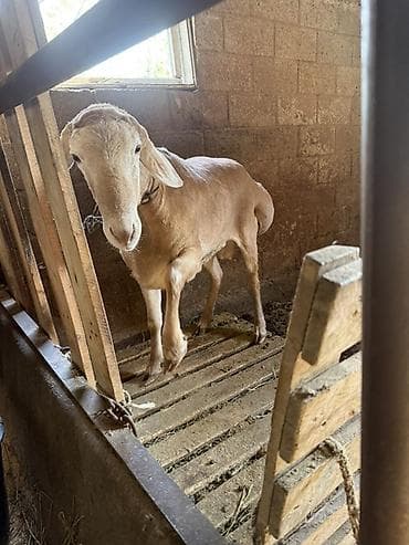 росс 308: Продаю | Баран (самец) | Для разведения | Осеменитель — 2