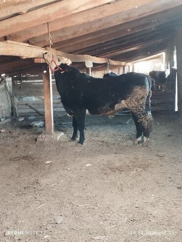 зааненский коза: Продаю | Коза (самка), Козлёнок | Зааненская | На забой, Для разведения, Для молока | Племенные, Котные — 6