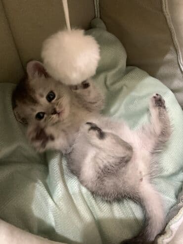 кот сиамский: Скотиш Страйт (Шотландская прямоухая), 2 месяца, Девочка, Серебристая шиншилла, Приучена к лотку — 2