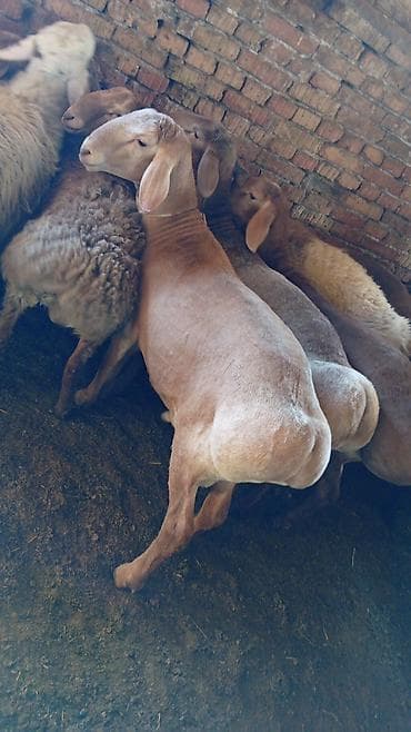 мой рэббит бишкек: Металл тосмо, Башка материал, Декоративдик, Акысыз жеткирүү — 6