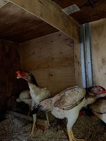 корейский куры: Продаю | Петух | Бойцовая | Для разведения — 5