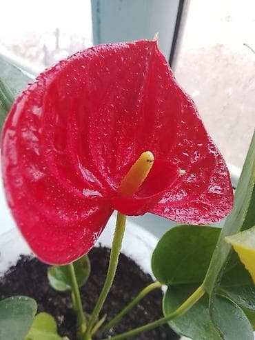 Антуриумы: Антуриум (Anthurium andreanum), комнатное декоративно-цветущее — 3