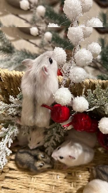 Другие животные: Продаются хомячки джунгарские, сирийские, ангорские пушистые хомячки — 3