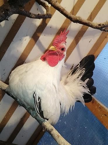 где купить волнистого попугая: На продажу японские карлики кур петух — 1