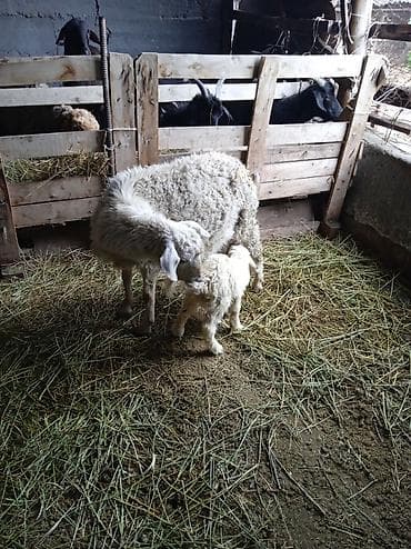 купить бенгальскую кошку: Продаю | Овца (самка) | Для разведения | Матка — 1