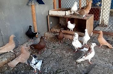 отдам даром попугая жако: Жёлтые и красные голуби, пара 1000 сом. Чубатый жёлтый голуб 1000 сом — 1