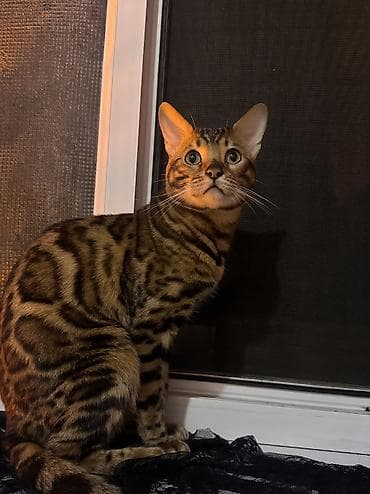 племенной: Вязка кота — чистокровный бенгал Предлагается племенной бенгальский — 7