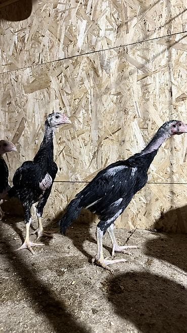 продам курей: Продаю | Куры | Бойцовая | Для разведения — 1
