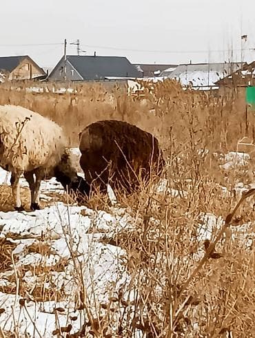 куры несушки бишкек: Продаю | Овца (самка) | Для разведения — 9