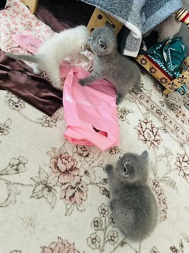 черная британская кошка: Британские короткошёрстные котята - Окрас: голубой (плюшевые серые — 4