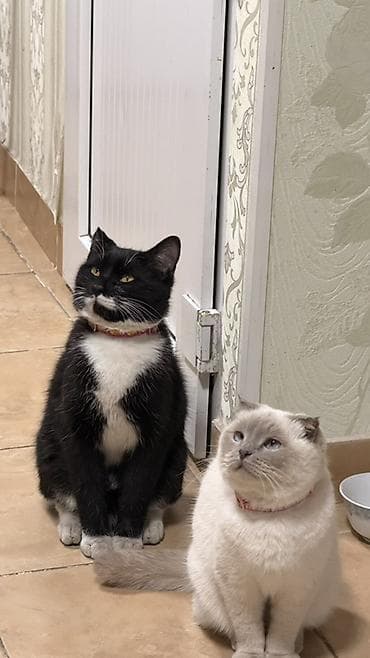 кошк: Отдаю в добрые руки моих котов, из за аллергии, белая девочка, черный — 5