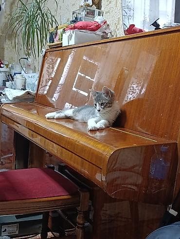 продаю сфинкса: Кошка даром: Сфинкс, 2 месяца, Мальчик, Проглистована — 1