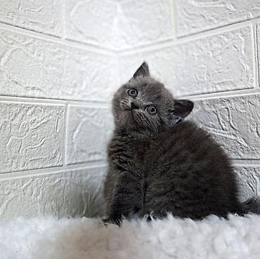 американская жесткошёрстная кошка: Продаётся шотландская девочкаскоттиш-страйт,окрас голубой,возраст — 10
