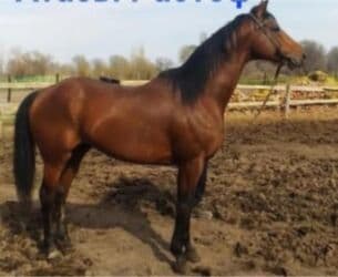 Грызуны: Продаю | Кобыла (самка) | Английская | Конный спорт — 4