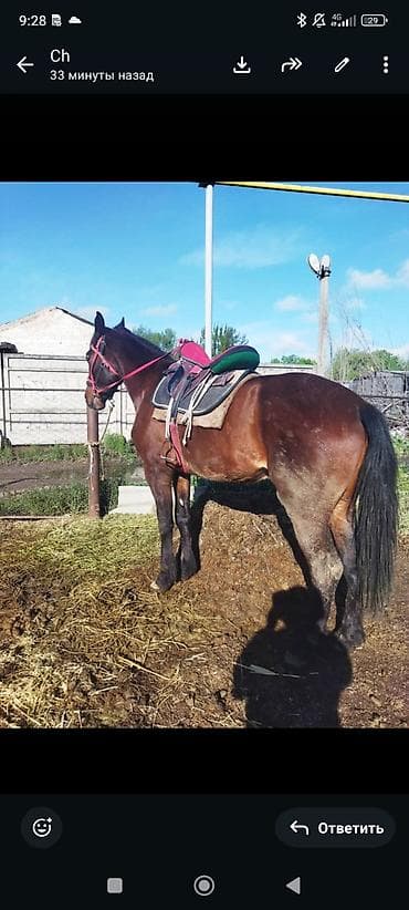 ат тарак: Продаю | Конь (самец) | Рабочий — 3