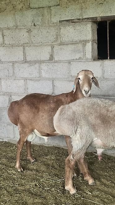 боос кой: Продаю | Овца (самка) | Эдильбаевская | На забой | Матка — 2