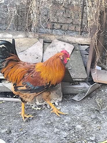 как бросить курить: Продаю | Петух | Для разведения — 1