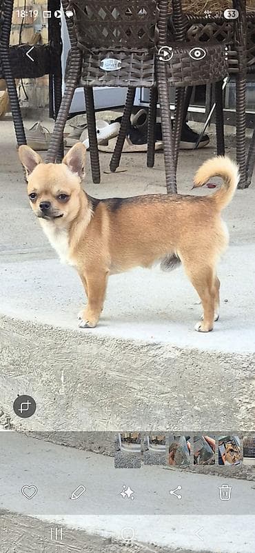 Порода: чихуахуа, короткошёрстный тип. Окрас: рыжий с тёмным седлом