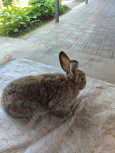 Животные: Продаю | Крольчиха (самка) | Серый великан | Для разведения | Племенные — 5