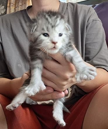 кошки в токмаке: ✨ Открыто бронирование эксклюзивных котят мейн-кун! ✨ малыши только — 1