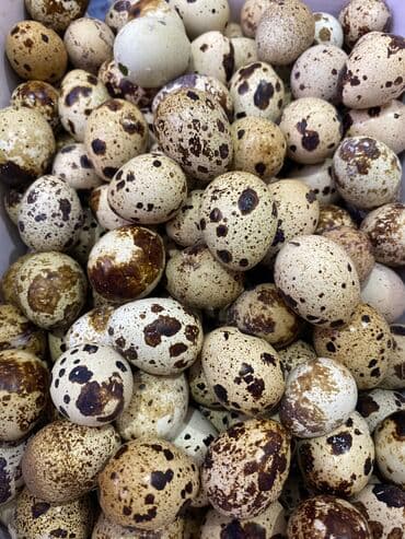 Перепелиные яйца в Караколе 1 лоток 70 сом (12шт) Поставка в at lalafo.kg Перепелиные яйца в Караколе 1 лоток 70 сом (12шт) Поставка в