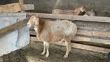 Баран, овца: Продаю | Овца (самка) | Арашан | Для разведения — 3