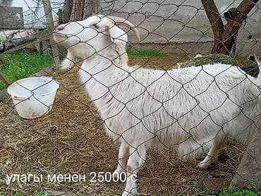 кой аштоо: Продаю | Коза (самка) | Для разведения — 1