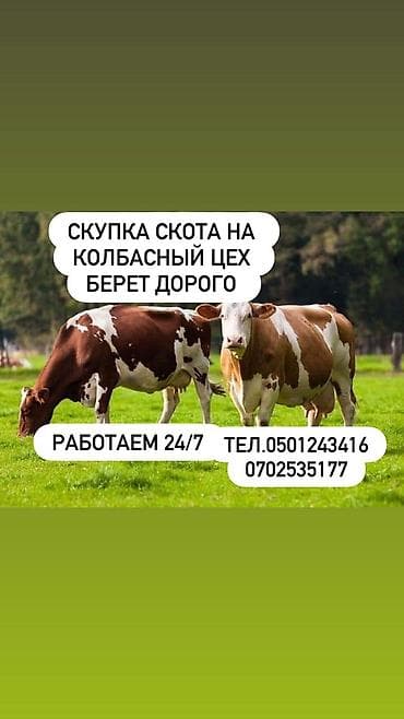 кормовая соль для животных: Колбасный цех : Коровы, быки, | Круглосуточно — 2