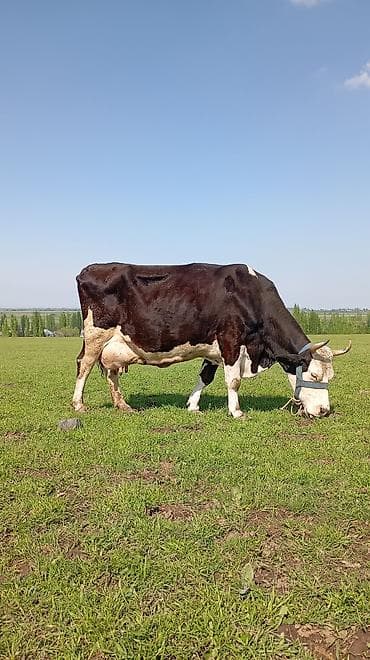 сом рыба: Продаю | Корова (самка) | Для молока | После отела — 5