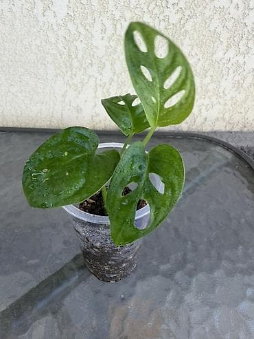 цветы токмок: Детки монстеры Monkey (Monstera adansonii) 🌿 Укоренённое растение — 3