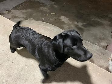 лабрадор черный цена: Лабрадор-ретривер, 7 месяцев, Самец, С прививкой, С родословной — 8